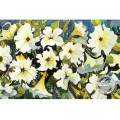 WATERMARK GREETING CARD WHITE PETUNIAS